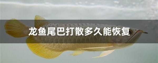 龙鱼尾巴从根部断了会长_：龙鱼尾巴从根部断了是否能够恢复 龙鱼百科