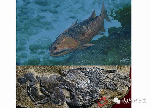 龙鱼化石介绍：古生物学重大发现，喜马拉雅鱼龙化石介绍 龙鱼百科 第2张