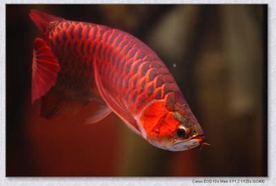 红色的龙鱼：红色的龙鱼是什么？ 龙鱼百科