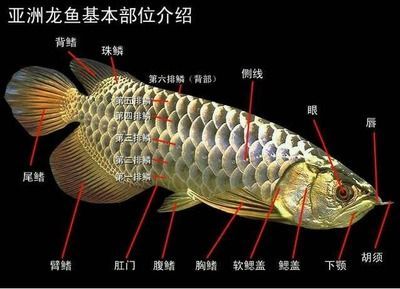 龙鱼上珠鳞为什么很难长：龙鱼上珠鳞为什么很难长龙鱼上珠鳞为什么很难长 龙鱼百科