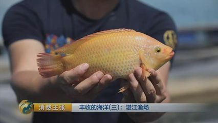 低价个人出售龙鱼违法吗怎么处理：淡水黄龙鱼是一种特殊的淡水鱼类，它们是一种特殊的淡水鱼类