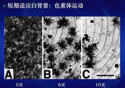 龙鱼白背景发色怎么回事：讨论龙鱼白背景发色的基本原理龙鱼发色的原理