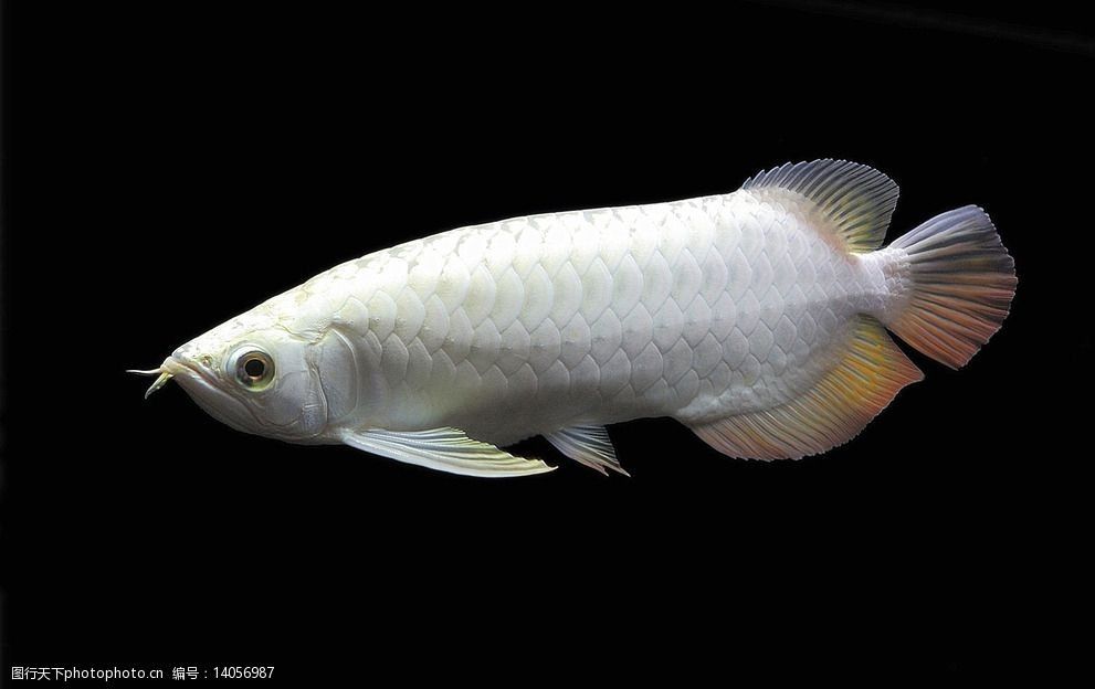 白玉红龙鱼几年发色：白色龙鱼和红色鱼的区别
