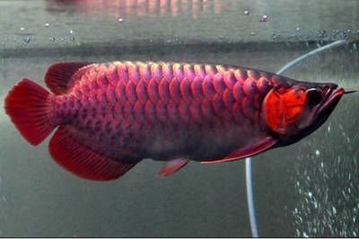 红龙鱼颜色变化过程描写：红龙鱼发色过程 龙鱼百科 第3张