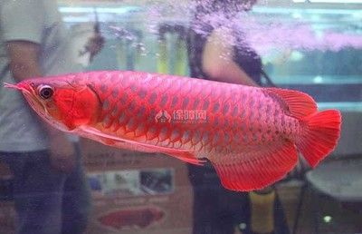 红龙鱼颜色变化过程描写：红龙鱼发色过程 龙鱼百科 第2张