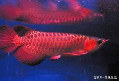 最好的红龙鱼：红龙鱼价格差异巨大，极品红龙鱼价格高达数十万元 龙鱼百科 第1张