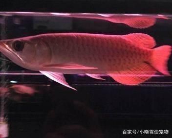 金龙鱼用多大缸：金龙鱼需要多大的鱼缸 龙鱼百科 第3张