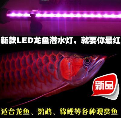 龙鱼可以用led灯吗：led灯对龙鱼发色的影响