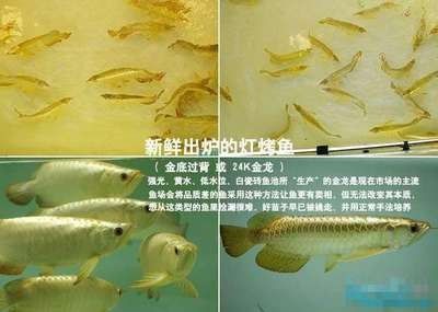 龙鱼底色不干净怎么处理：如何处理龙鱼底色不干净的问题