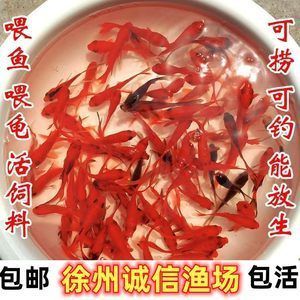 招财鱼和金龙的寓意：招财龙鱼的饮食习性