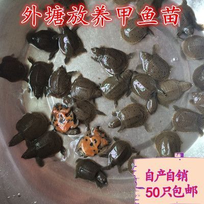 龙鱼可以喂甲鱼苗吗怎么喂：龙鱼可以喂甲鱼苗吗 龙鱼百科 第3张