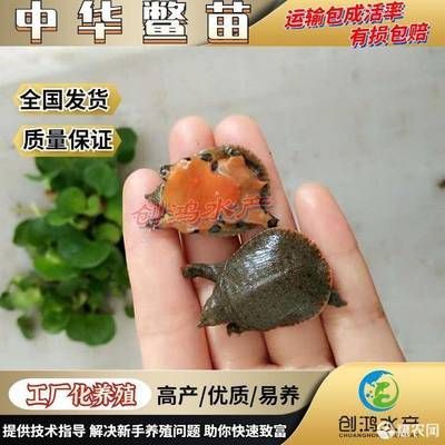 龙鱼可以喂甲鱼苗吗怎么喂：龙鱼可以喂甲鱼苗吗 龙鱼百科 第1张