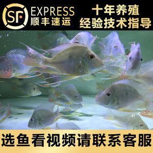 红龙鱼的最佳混养鱼：红龙鱼与其他品种混养时需要考虑到红龙鱼的特性