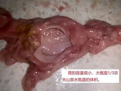 龙鱼吃食老是咀嚼半天不吃会死吗为什么：龙鱼吃食时咀嚼半天不吃会导致死亡以及为什么会这样 龙鱼百科 第2张