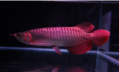 红龙鱼趴缸在水底不动：红龙鱼趴缸在水底不动可能是由于多种原因引起的