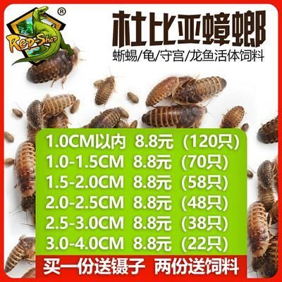 龙鱼专用饲料配方比例是多少啊：理想的龙鱼专用饲料配方比例应该是蛋白质占40-50% 龙鱼百科 第3张