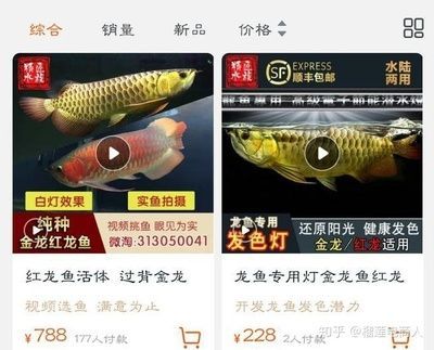 养龙鱼什么过滤桶好用一点：养龙鱼的过程中，过滤设备的选择是非常重要的