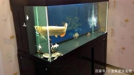 龙鱼得多大的鱼缸：关于龙鱼所需的鱼缸尺寸的详细信息