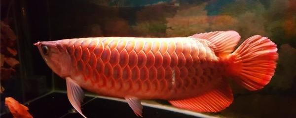 买红龙鱼：购买红龙鱼的注意事项 龙鱼百科 第3张