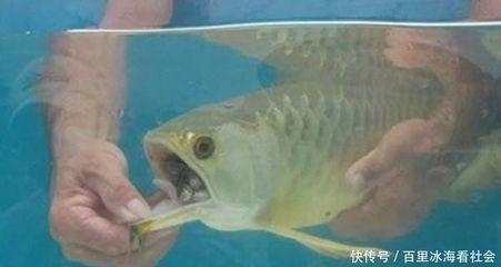 龙鱼进缸一星期不吃食会死吗为什么：龙鱼进缸一星期不吃食会死吗 龙鱼百科 第3张