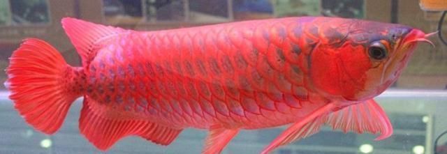 红龙鱼体型特征是什么意思：红龙鱼的体型特征 龙鱼百科 第3张