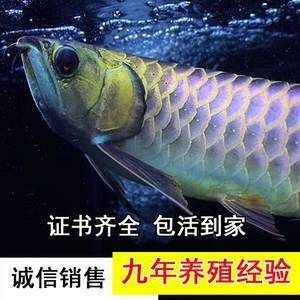 龙鱼胆子小不吃食：龙鱼胆子小不吃食怎么办 龙鱼百科 第3张