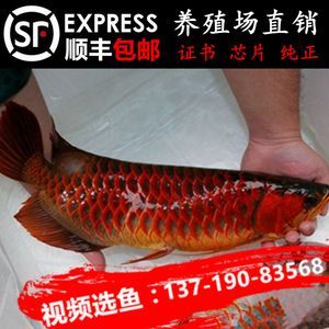 龙鱼胆子小不吃食：龙鱼胆子小不吃食怎么办 龙鱼百科 第1张