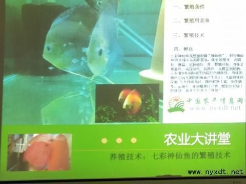 红龙鱼吃虾要带壳还是去壳：红龙鱼在食用虾时需要去除虾壳吗？ 龙鱼百科 第2张