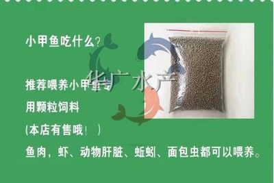 龙鱼活体饲料怎么做：关于龙鱼活体饲料制作的一些关键步骤和注意事项