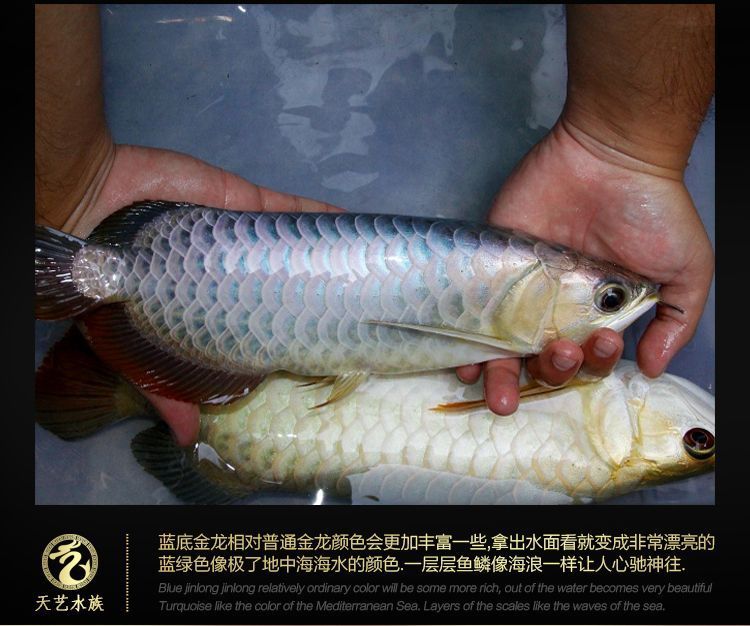 龙鱼吃活鱼好还是冷冻鱼好一点：龙鱼喂食活鱼和冷冻鱼各有优缺点