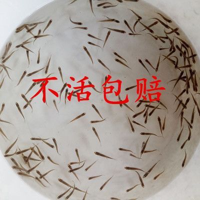 龙鱼可不可以吃小鱼苗饲料：龙鱼可以吃小鱼苗饲料吗， 龙鱼百科 第1张