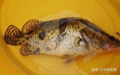 黄龙鱼肉质怎么样？：黄龙鱼的肉质以其细嫩、鲜美、营养丰富而著称 龙鱼百科 第3张