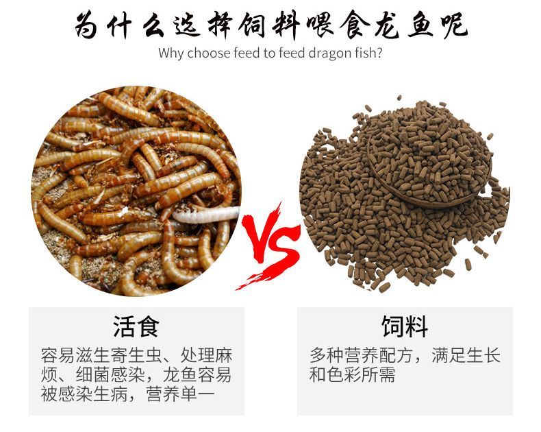 龙鱼选择面包虫干和干虾哪个好吃：面包虫干和干虾哪个更营养？