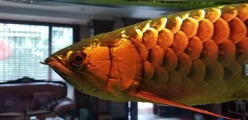 金龙鱼眼睛肿的很大：金龙鱼眼睛肿大可能是由于多种原因引起的 龙鱼百科