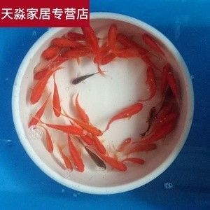 龙鱼饲料鱼如何消毒杀菌最好用：常见的龙鱼饲料鱼消毒杀菌方法