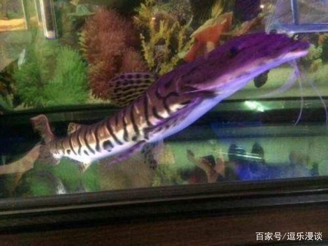 龙鱼吃河豚吗会死吗：龙鱼吃了河豚会死吗