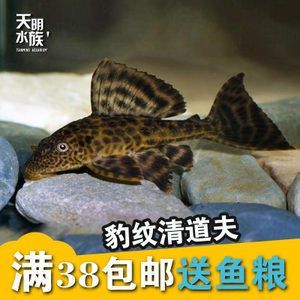 龙鱼缸里清道夫死了：\