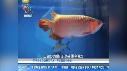 龙鱼突然乱窜拉尿怎么回事啊：龙鱼突然乱窜和拉尿的行为可能由多种因素引起，可能由多种因素引起