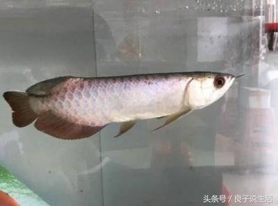贵阳水族馆看看这吃东西的状态：龙鱼和什么鱼混养最好 龙鱼百科