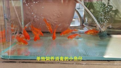 龙鱼喂冷冻的小鱼怎么消毒的：喂食冷冻小鱼需要经过一定的消毒和处理步骤以确保龙鱼的健康 龙鱼百科 第2张