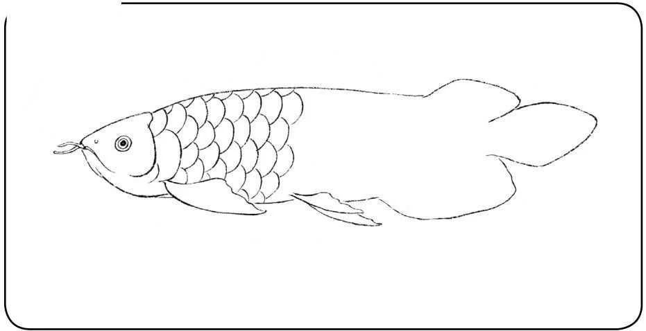 龙鱼的画怎样画简单：几种简单的龙鱼画法教程 龙鱼百科 第2张