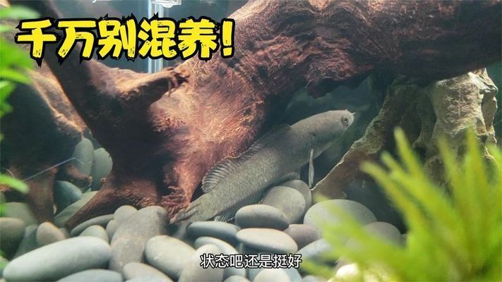 战船鱼和雷龙混养怎么样 龙鱼百科 第1张