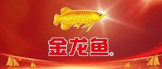 金龙鱼运输可以活几天