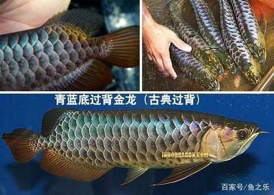 龙鱼的珠鳞怎么看：龙鱼珠鳞怎么看金龙鱼珠鳞怎么看龙鱼珠鳞怎么看