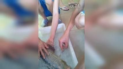 金龙鱼做手术能吃吗视频：金龙鱼手术后可以吃鱼吗 龙鱼百科 第3张