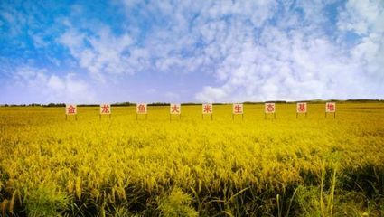 龙鱼缸长白虫怎么治：鱼缸长白虫怎么办 龙鱼百科 第3张