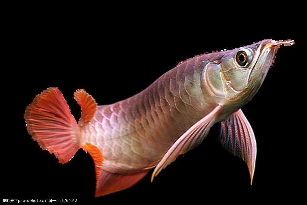 龙鱼和菠萝鱼混养好处和坏处：龙鱼和菠萝鱼可以混养吗