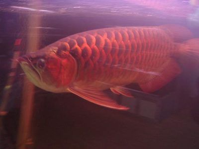 红龙鱼有什么用途和功效视频：红龙鱼的主要功效和作用