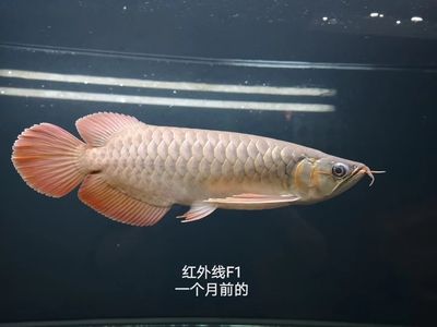 红龙鱼的四大品牌有哪些牌子好：红龙鱼品牌有哪些 龙鱼百科 第3张