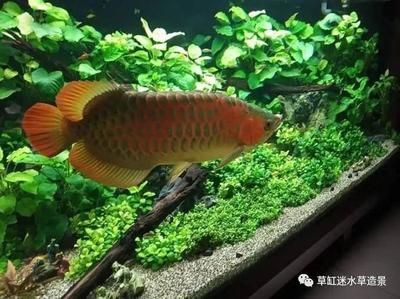 龙鱼缸可以种水草吗：龙鱼缸养水草的注意事项www.laichahao.com7.